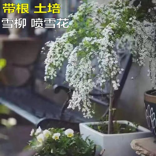 喷雪花雪柳树型棒棒糖盆栽植物