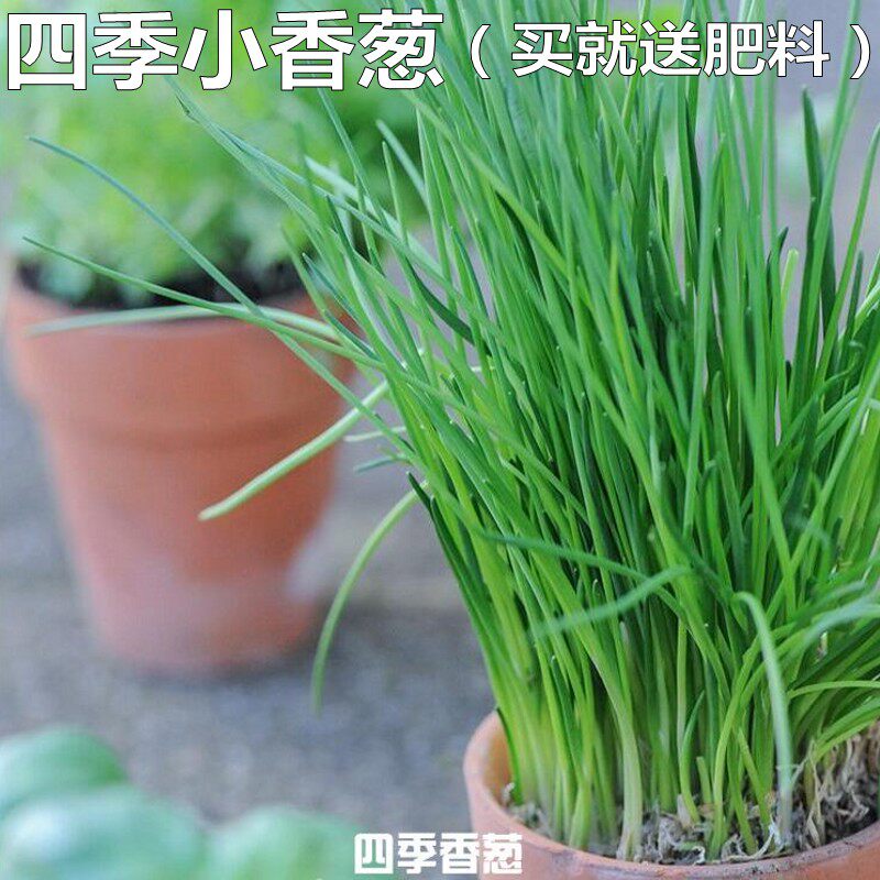 蔬菜种子四季小香葱种子阳台种菜盆栽蔬菜有机田园庭院种子蔬菜籽