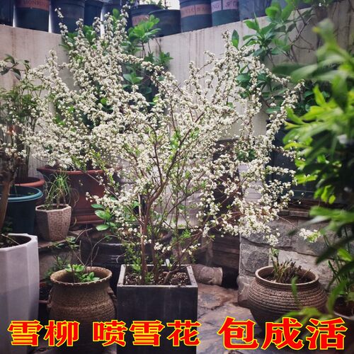 雪柳喷雪花盆栽树苗干枝水养开花