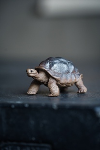 小陆龟乌龟富甲一方 宜兴紫砂壶雕塑摆件茶宠玩具造景