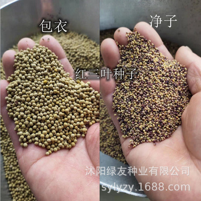 一年生草本植物四季常绿地肤