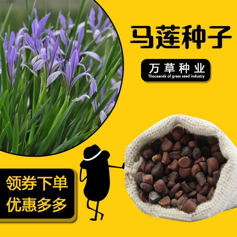 新采马莲种子马兰种子新货马兰头 鸡儿菜路边菊种子花卉种子