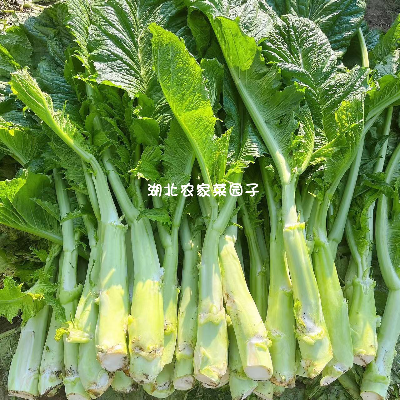 新鲜棒棒菜青菜头带叶整棵