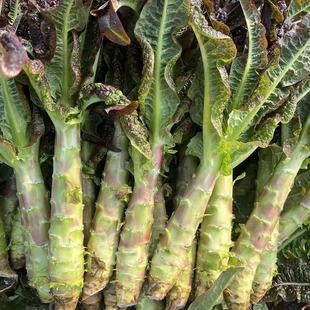 湖北农村老奶奶自种新鲜紫叶香莴笋莴苣绿肉鲜嫩脆青莴笋5斤包邮