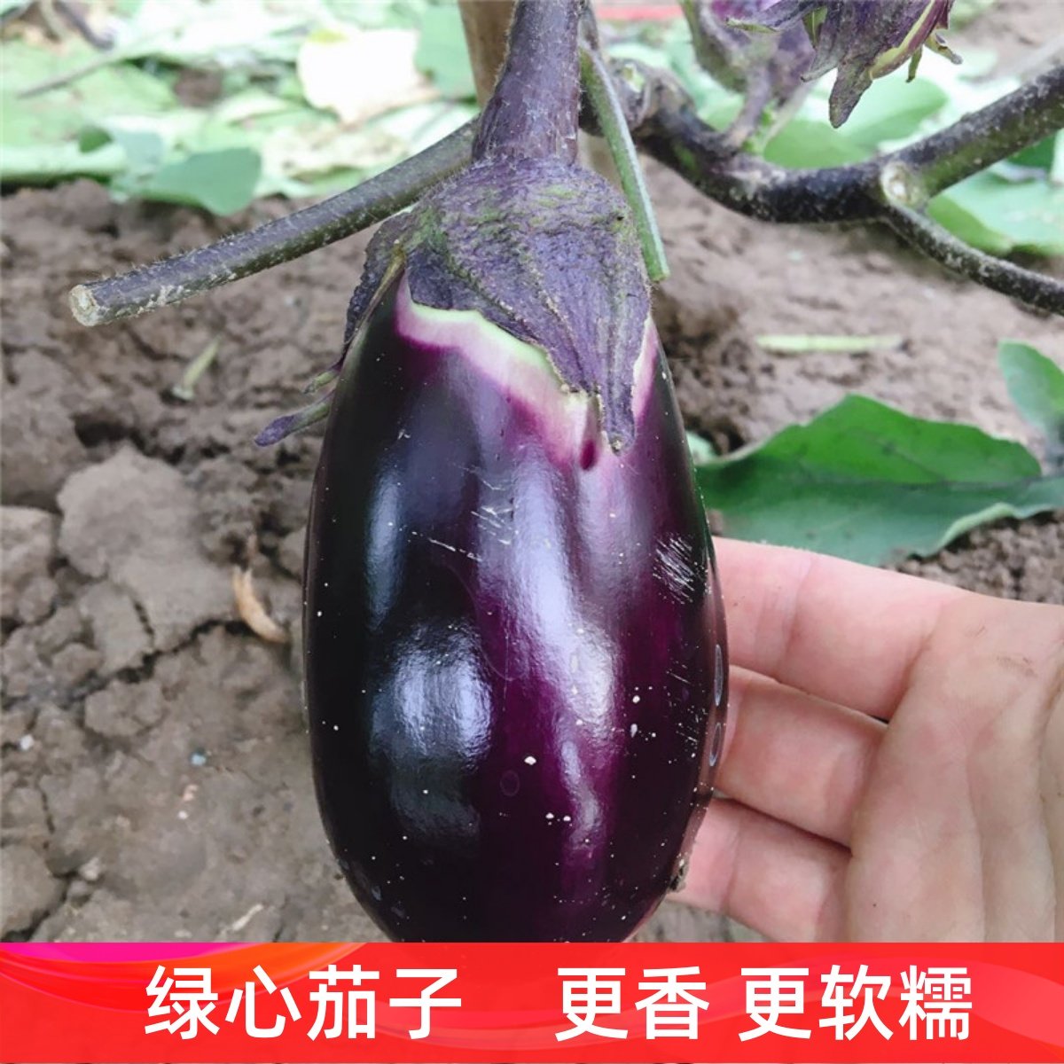 湖北本地老品种土圆茄子农家自种新鲜紫茄子软糯开锅烂鲜嫩茄子煲