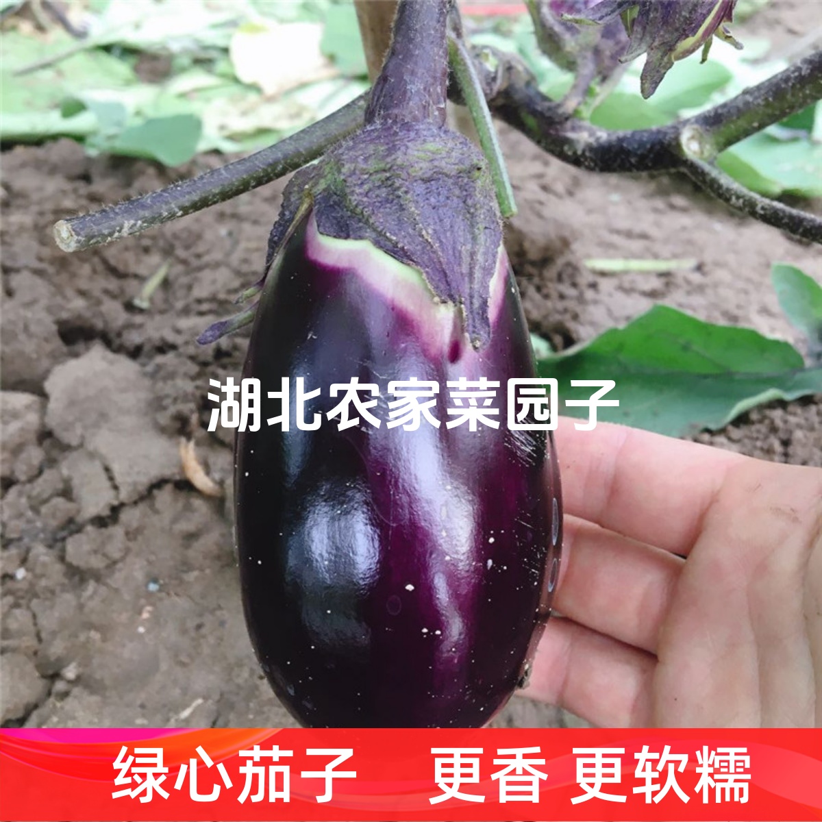 湖北本地老品种土圆茄子农家自种新鲜紫茄子软糯开锅烂鲜嫩茄子煲