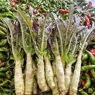 新鲜紫叶莴笋湖北农家自种时令蔬菜鲜嫩香莴苣莴菜青莴笋5斤包邮