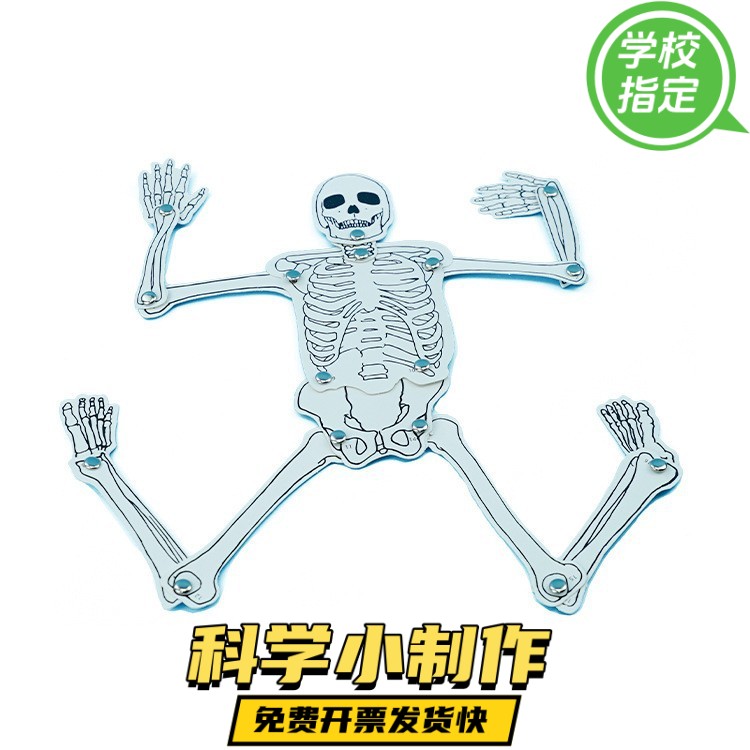 幼儿童益智玩具 科学实验 科技小制作自制人体骨骼架模型拼装ZX57