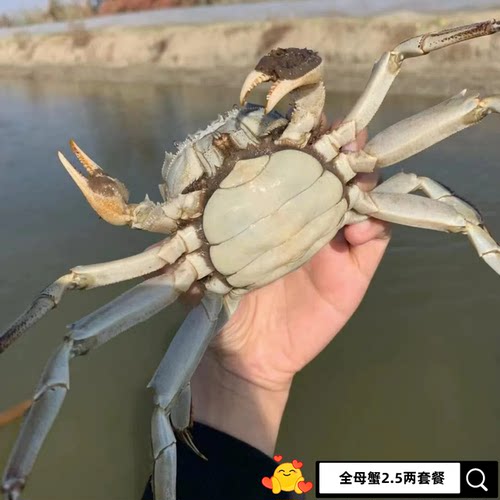 爆款全母套餐超高品质