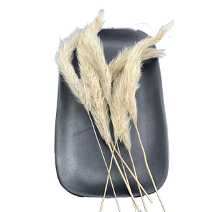 白茅花中药材白茅根草花白毛花茅草花另有白茅根