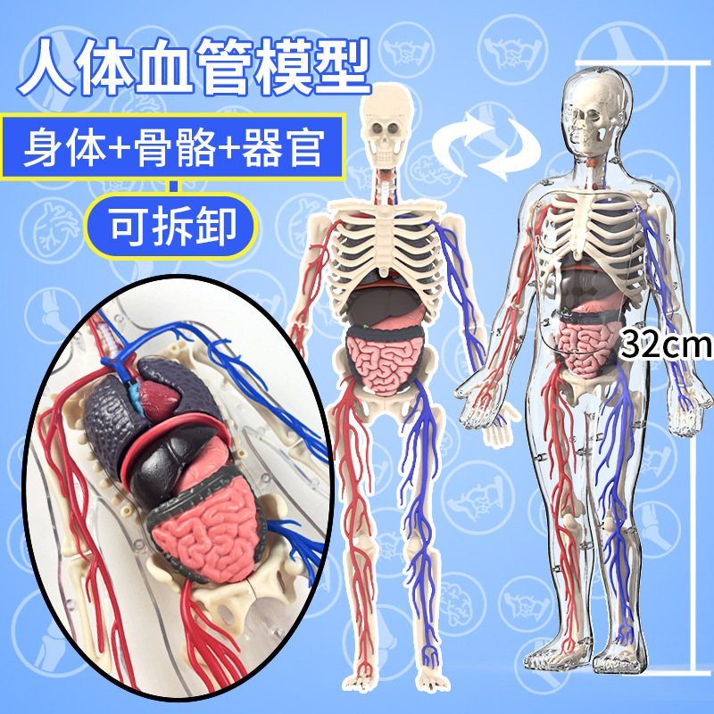 人体结构器官模型骨骼内脏幼儿园小学生医学解剖TEM玩具