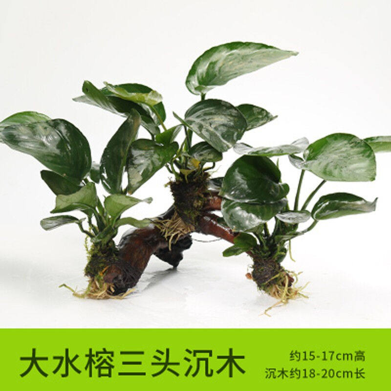 宝贝故事鱼缸造景懒人水草活体有茎类鱼缸装饰水榕沉木辣椒榕大叶