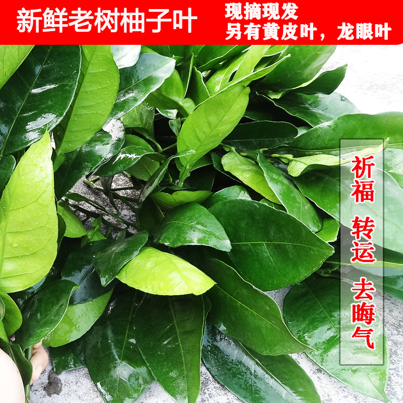 新鲜现摘现发30年老树龙眼柚子叶