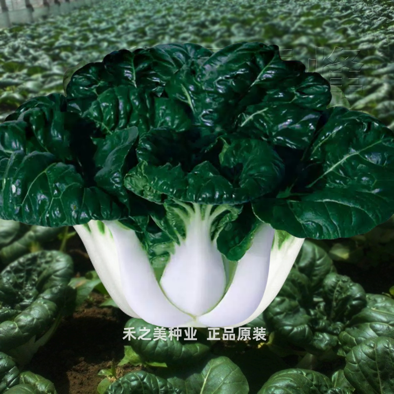 奶白菜种子小白菜青菜黑油菜春四季蔬菜籽秋冬季种植菜种农家种籽