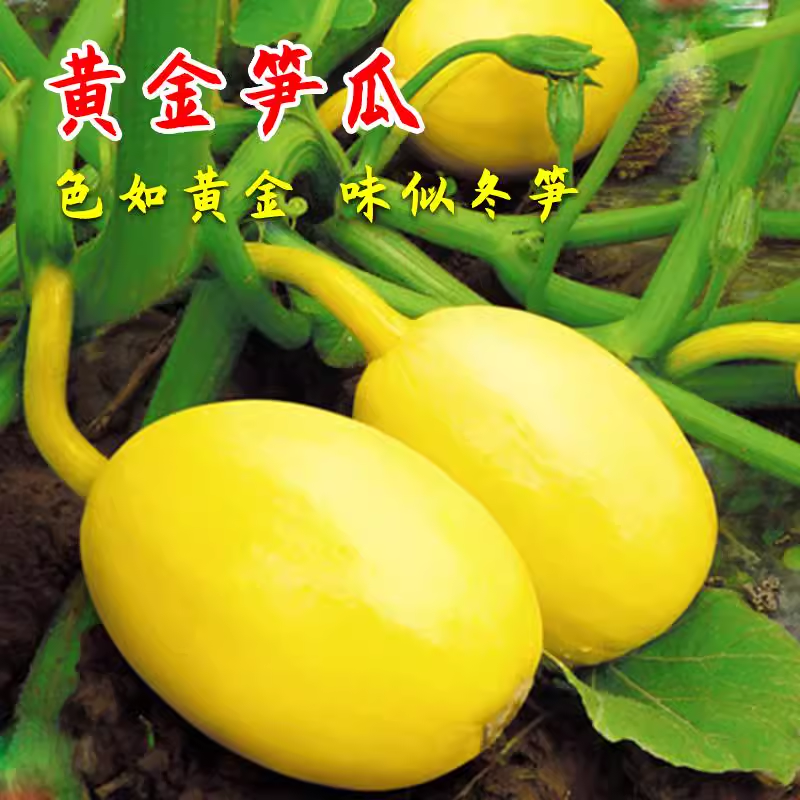 黄金笋瓜种子 特色蔬菜种子 早熟抗病南瓜种籽 小菜园蔬菜孑