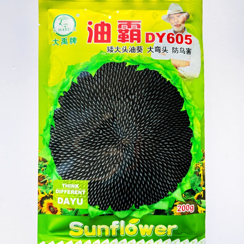 油霸DY605矮大头去壳油葵种子早熟皮薄无空心高油型葵花籽春夏播
