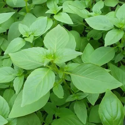 河南大叶荆芥种子苗孑小青菜带土带根盆栽籽种荆棘菜籽荆芥菜种籽