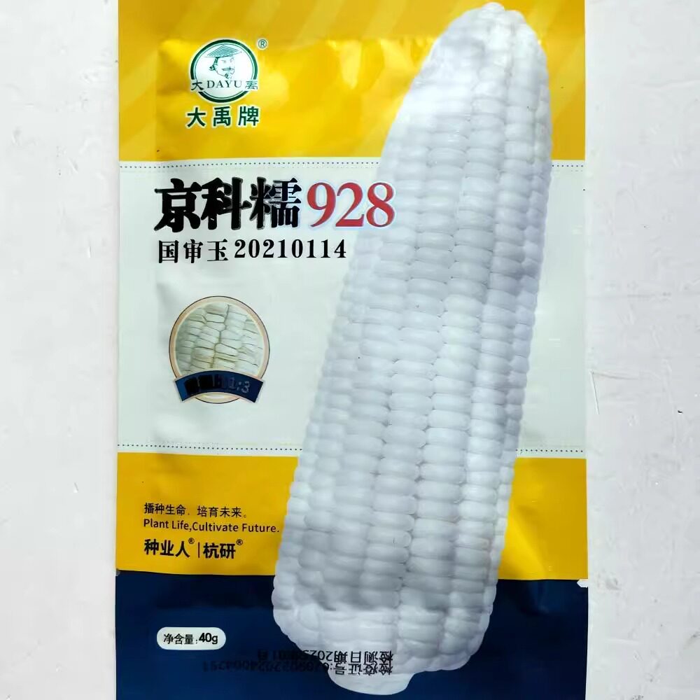 京科糯928白糯玉米种子抗病杂交一代国审白糯玉米种籽春秋季播种