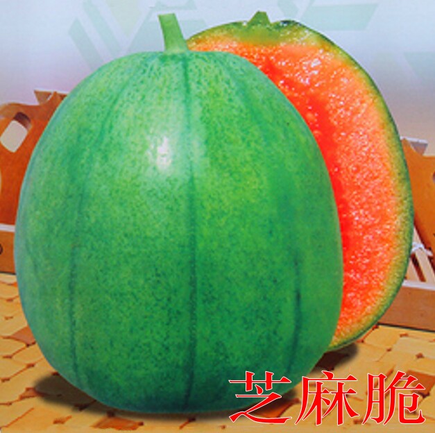 新品芝麻脆甜瓜种子绿皮红肉薄皮香瓜种子春季四季蔬菜早熟种籽