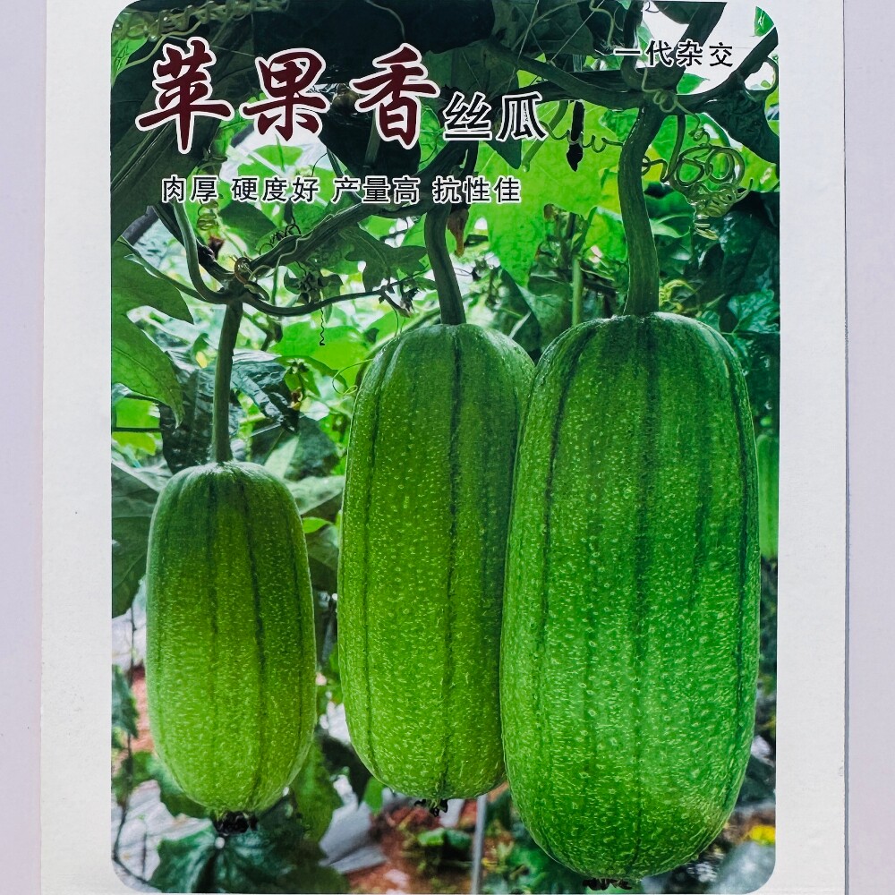 苹果香丝瓜种子肉厚高产杂交早中熟口感好可生吃丝瓜种籽春季播种