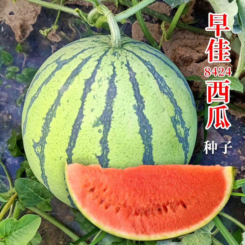 8424西瓜种子四季高产特大麒麟王懒汉小礼品瓜水果春季蔬菜种籽孑