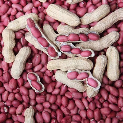 航园高产薄壳四粒红花生种子种籽苗黑带壳红皮花生米孑子大粒新鲜