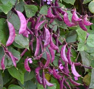 春秋芸四季 紫扁豆种子紫眉豆紫红色早熟豆种冬季 豆籽盆栽蔬菜种孑