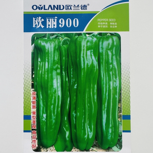 欧丽900优质大果薄皮椒种籽长灯笼型辣椒种子泡椒种孑麻辣口感好