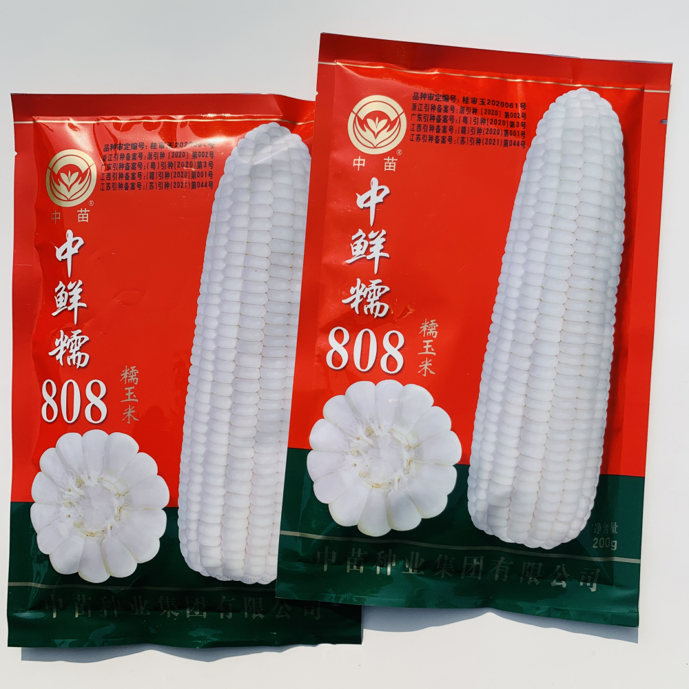 中苗中鲜糯808白糯玉米种子高产抗病农家大田春秋季播粘玉米种籽