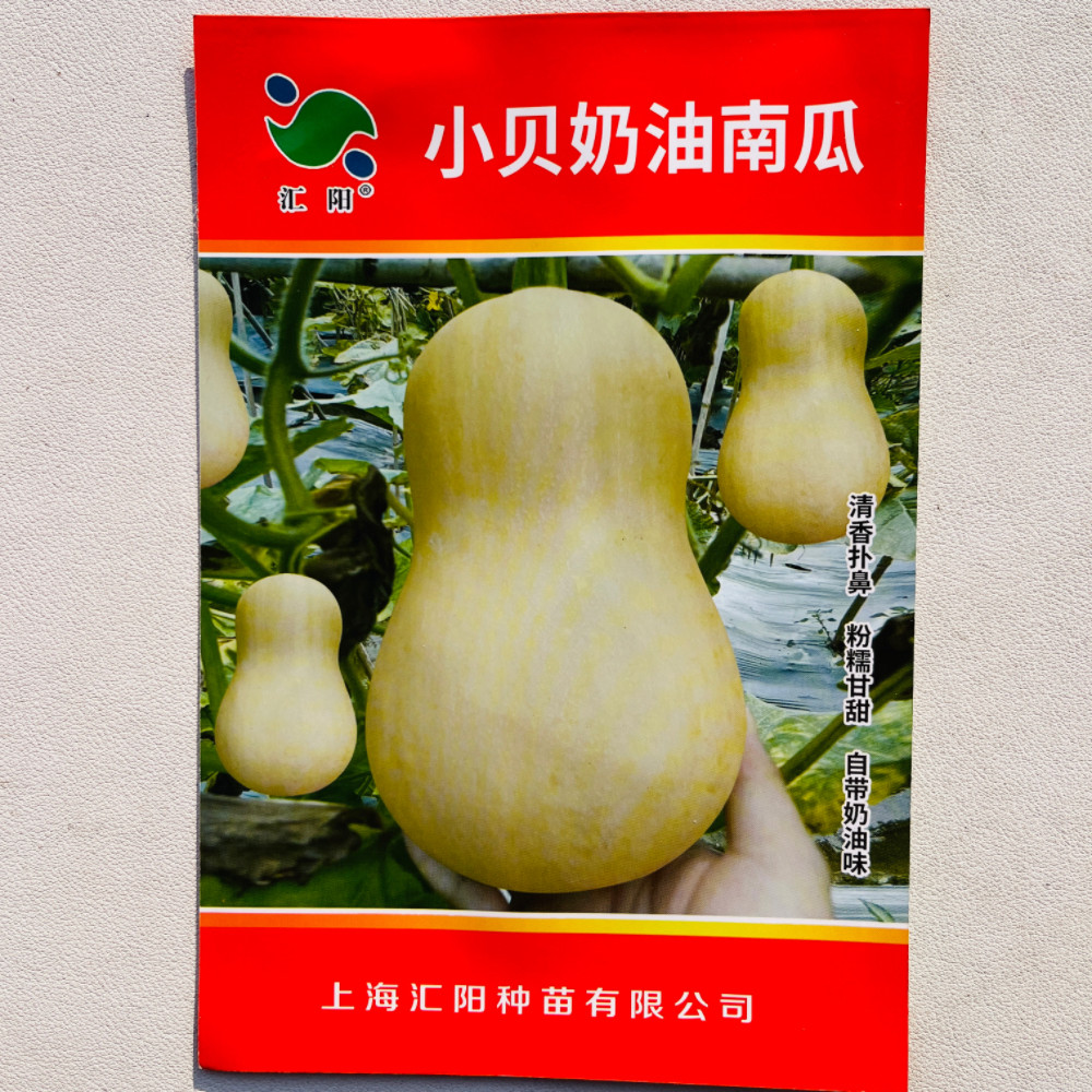 汇阳小贝奶油南瓜种子粉糯甘甜高产早熟南瓜种籽春秋季播蔬菜种孑