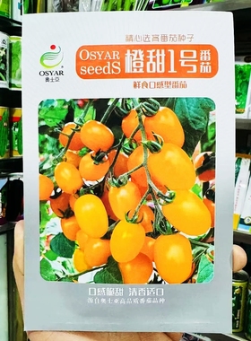 奥士亚橙甜1号黄色小番茄种子抗病杂交中早熟西红柿种籽口感型