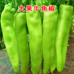 蔬菜孑籽种 特大牛角椒种子大果羊角青椒尖椒辣椒种籽高产春季 秋季