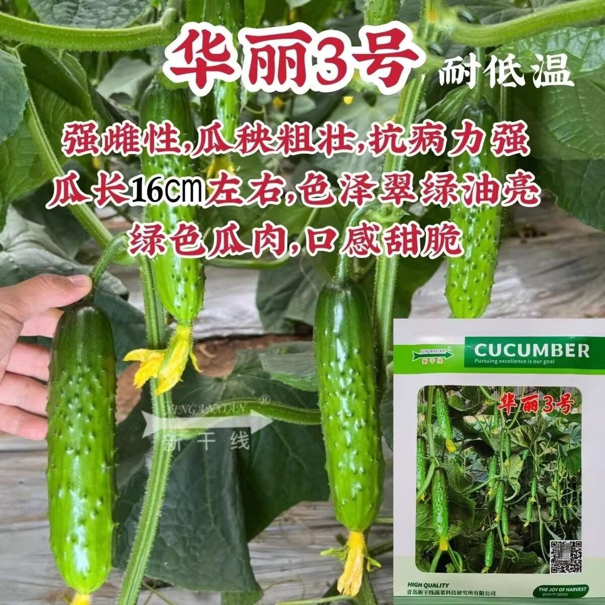 新干线华丽3号旱黄瓜种子油亮强雌性水果黄瓜种子口感甜脆耐低温