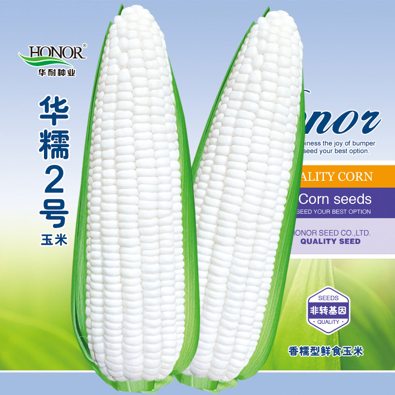 华糯二号白玉米种子白糯粘甜糯一号四季京科糯春夏禾之元种籽种孑
