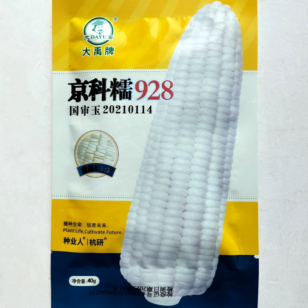 京科糯928 白甜糯玉米种子口感好甜糯大棒高产春秋播粘糯玉米种籽