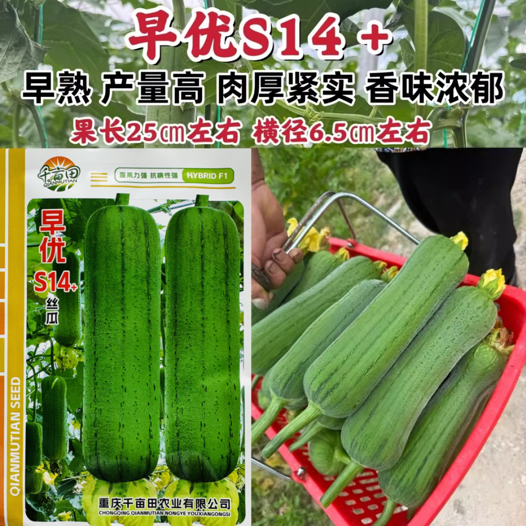 早优S14+丝瓜种子早熟短筒形丝瓜种籽抗病高产肉厚紧实短棒丝瓜籽