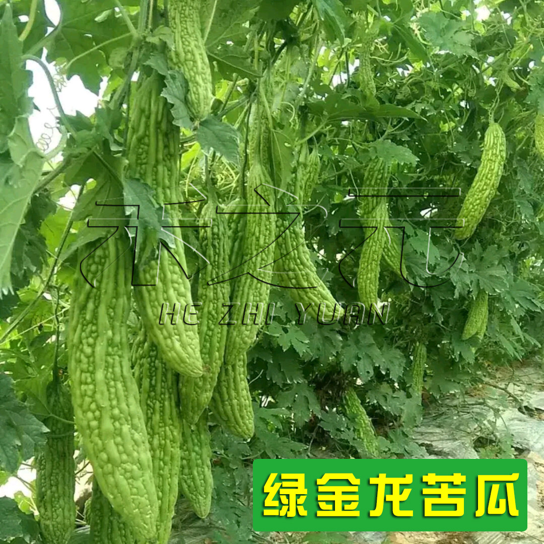 寿光蔬菜种子泰国绿金龙疙瘩绿盆栽苦瓜种子大田四季春季夏种籽苗