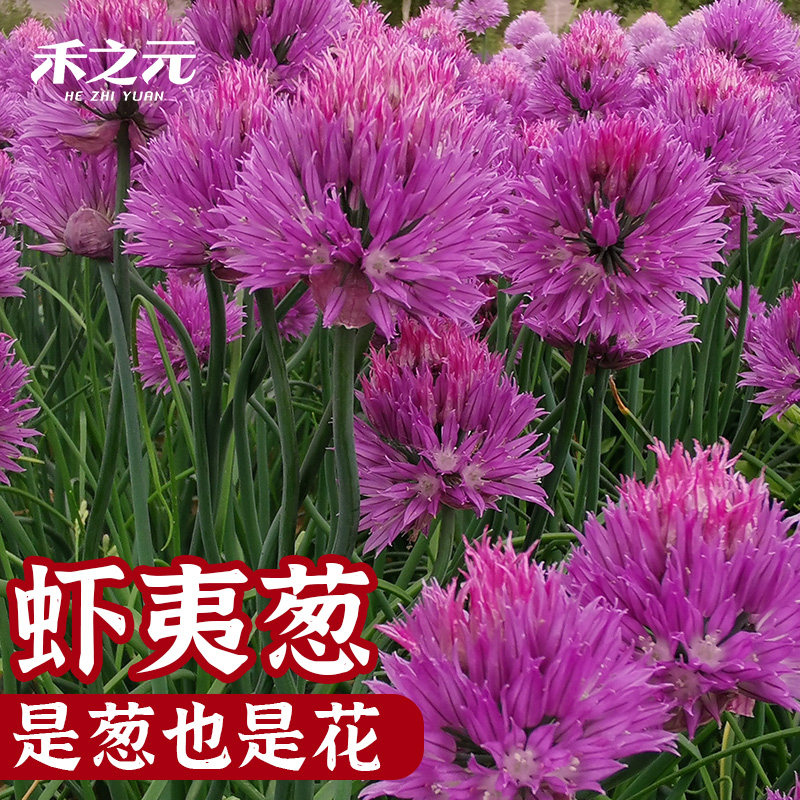 多年生室外庭院紫色花种子四季种花籽花期长大花葱种子虾夷葱好养