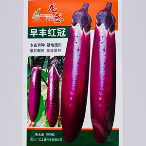 龙盛早丰红冠杂交川红茄种子紫红皮白肉长棒形茄子种籽春夏秋季播
