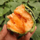 绿宝特大早熟新疆 冰糖子甜瓜种子高糖香瓜甜瓜种籽四季 包邮 春季