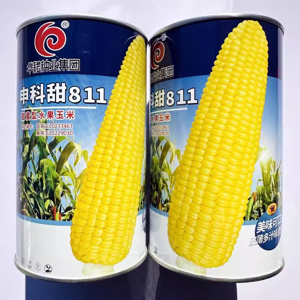 申科甜811水果玉米种子皮薄多汁口感好大棒耐热甜脆甜玉米种子籽