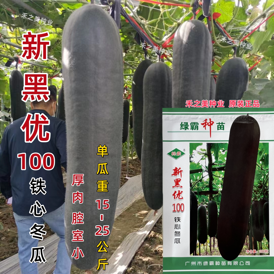 新黑优100黑皮铁心冬瓜种子特大巨型黑皮冬瓜种子高产大冬瓜四季