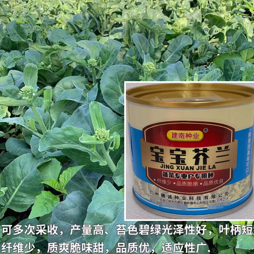 宝宝芥兰种子广东四季甜脆宝宝芥蓝菜籽种早熟高产四季播蔬菜种孑