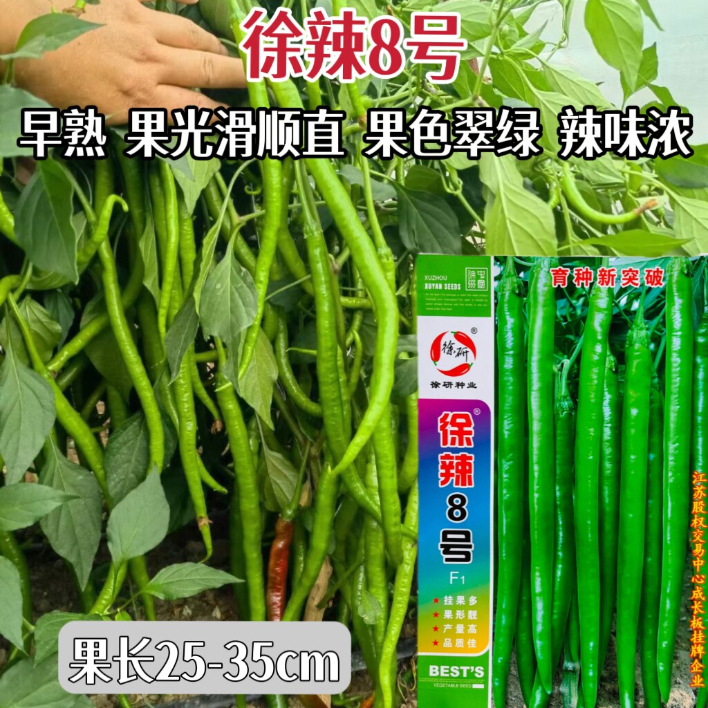徐研线椒种子徐辣8号早熟顺直高产特长线椒条椒二荆条辣椒种子籽