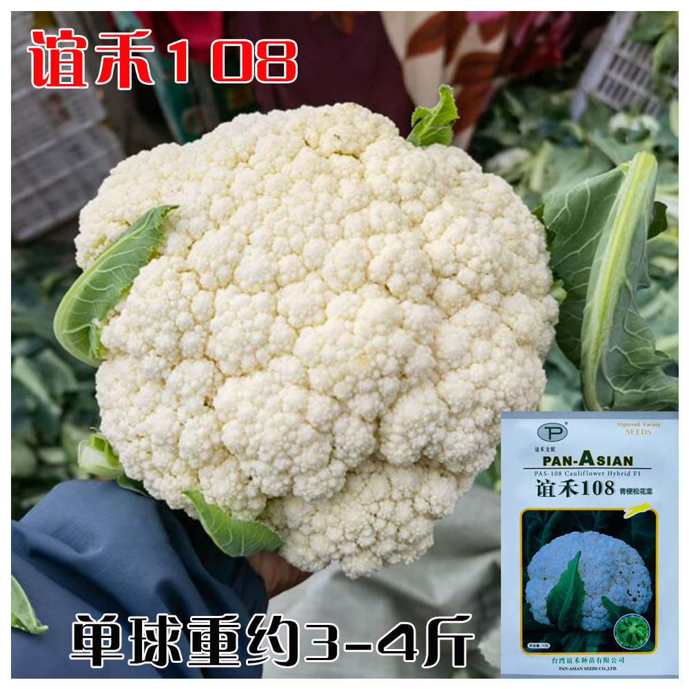 谊禾108白花菜种子抗病高产耐寒耐热杂交花椰菜种籽农家秋季播种