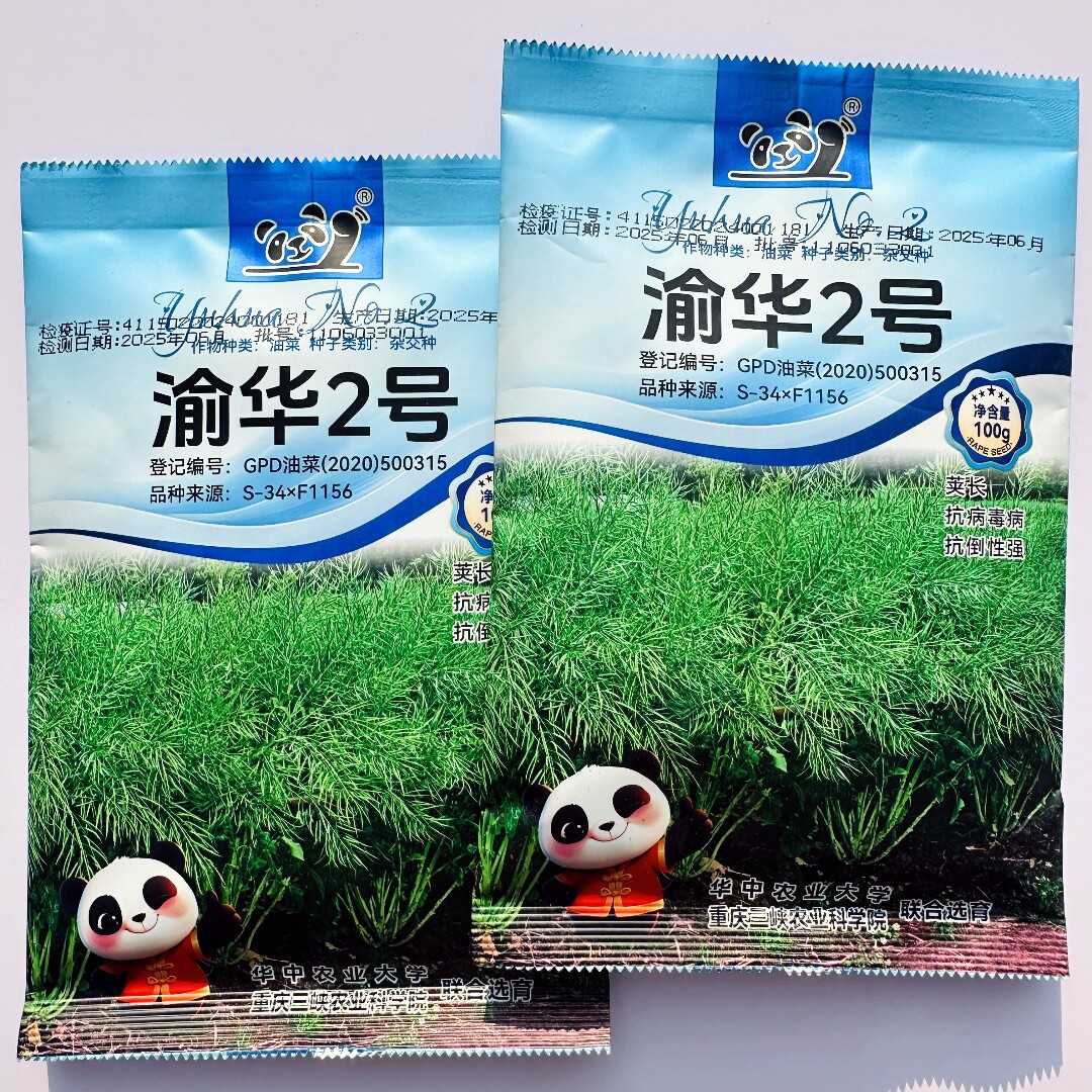 渝华2号油菜种子荚长抗病高产耐寒抗倒杂交甘蓝油菜种籽秋冬季播