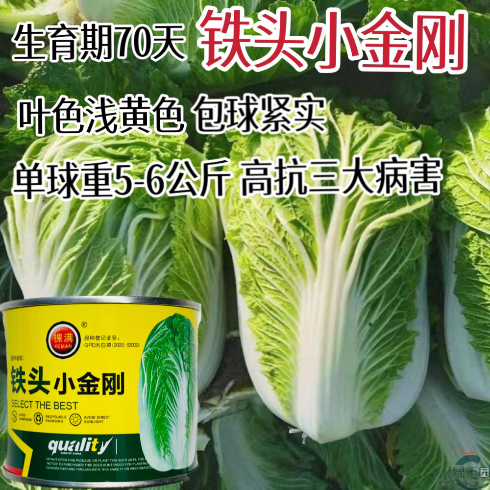 铁头小金刚大白菜种子抗病杂交口感好南北方秋季播种蔬菜种籽种孑