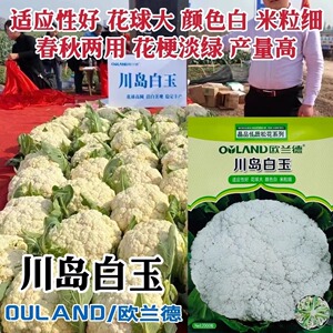 川岛白玉松花菜种子花球大产量高春秋两用小米粒白花菜种籽颜色白