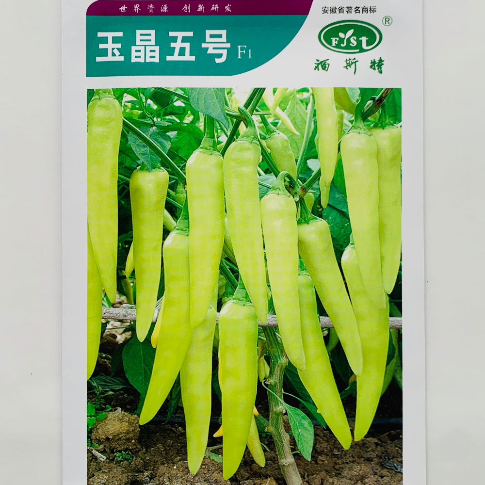 玉晶五号白玉辣椒种子杂交中熟小米辣椒种籽农家春秋季播蔬菜种孑