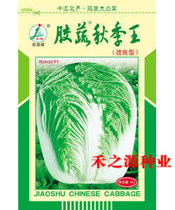 秋季王山东大白菜种子胶州冬黄心大白菜种籽四季大白菜籽种孑冬季